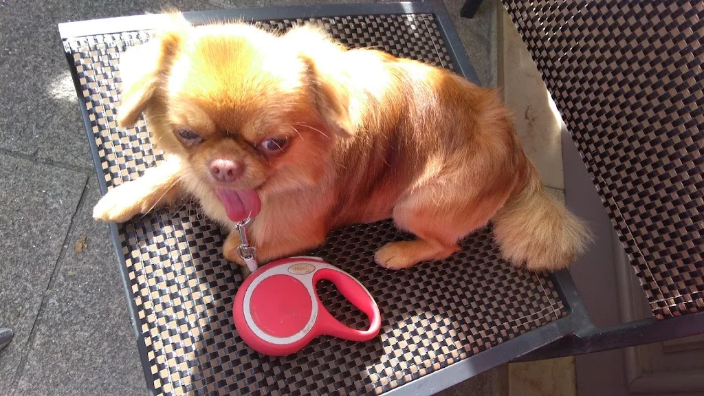Bulle & Dog toilettage - photo 3