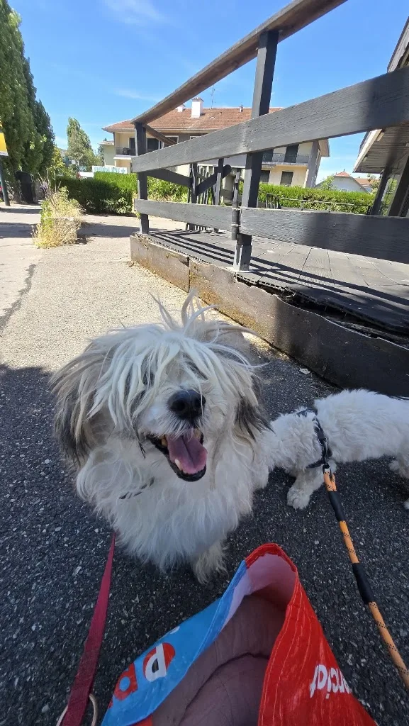 Styl Dog - photo 3