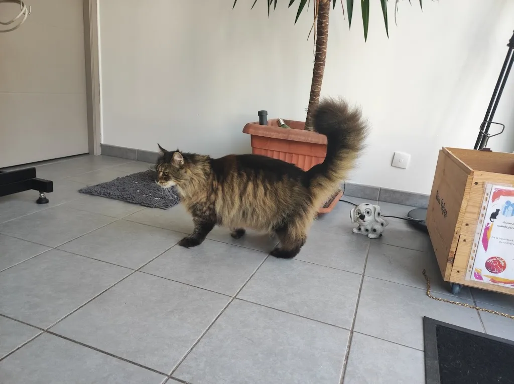 LA MAIN À LA PATTE - photo 3
