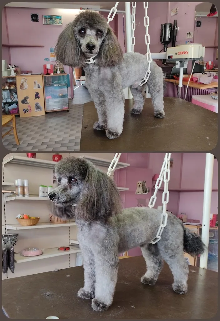 Le Chien Beaute - photo 2