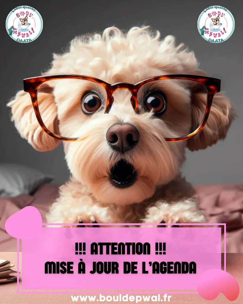 BOUL' DE PWAL Toilettage - photo 3