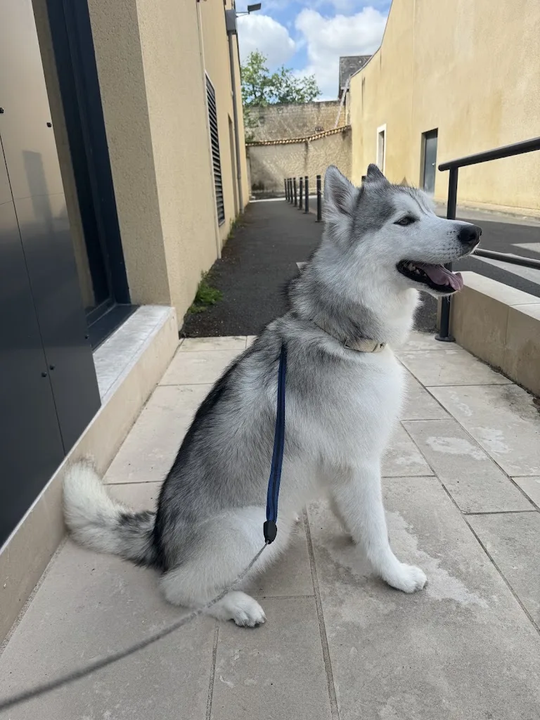 Esthetique Canine - photo 3