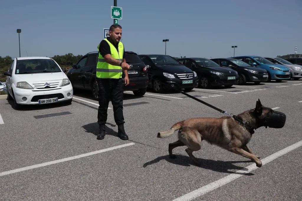 Sécurité Ocp, spécialiste du gardiennage en Ile de France - Maitre Chien, vigile - photo 2