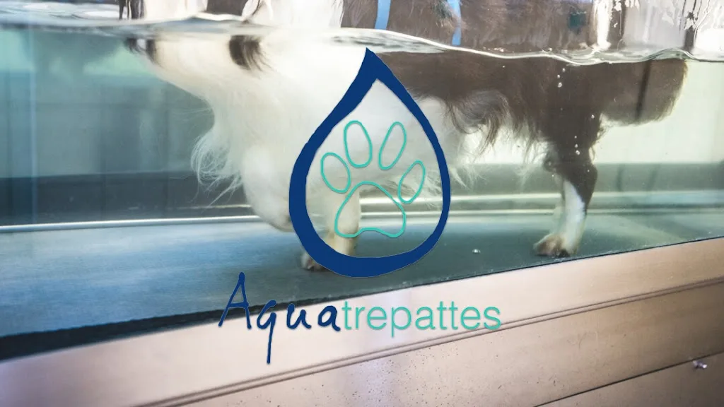 Toilettage, Hydrothérapie et rééducation. Centre Aquatrepattes à Courbevoie - photo 1