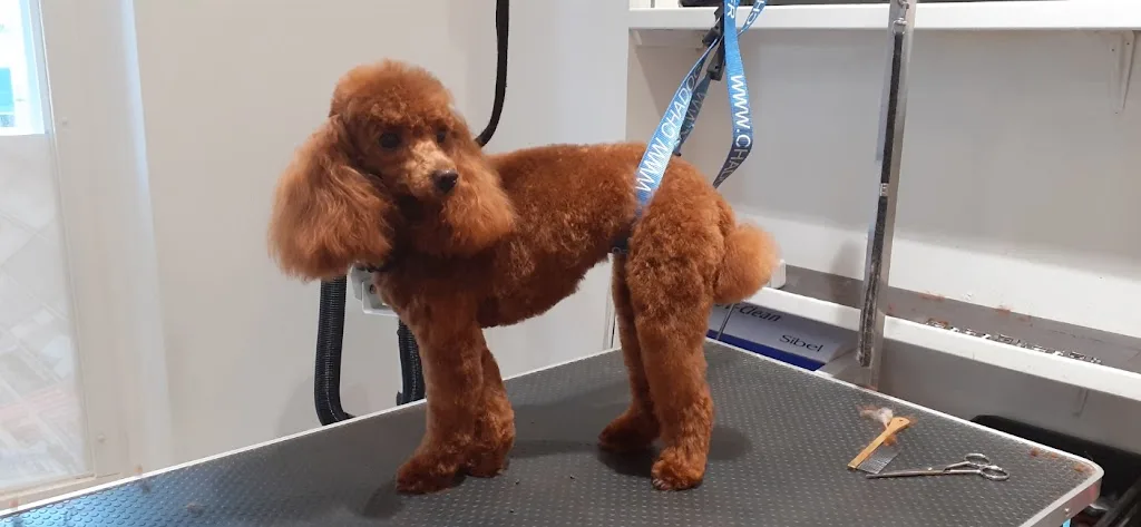 Hollywood Dogs Neuilly - photo 3