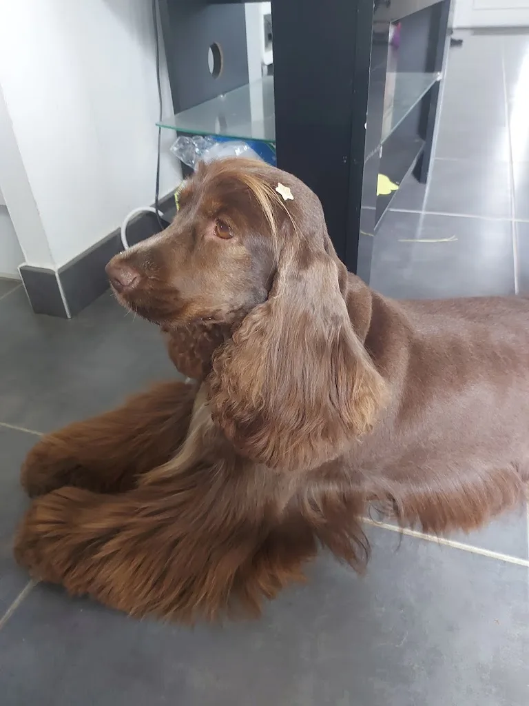 Douceur canin à domicile - photo 1