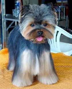 Chien Chic Toilettage - photo 3