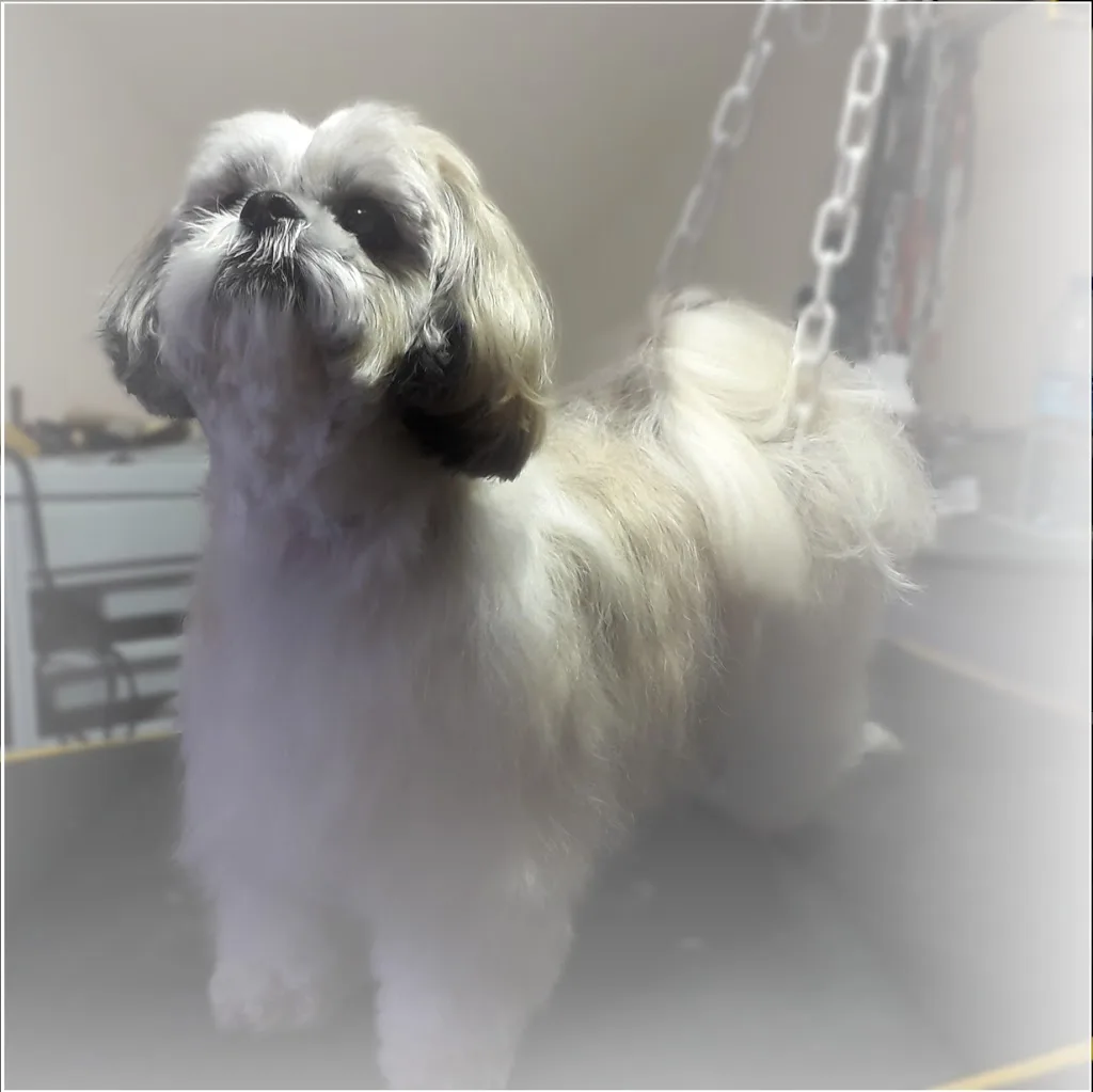 L'Aristochien - photo 1