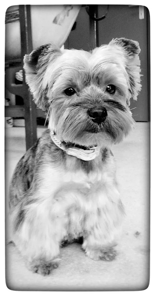 Comme Chien et Chat - photo 1