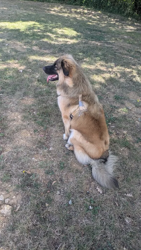 Harmonie et beauté pour toutou et vous - photo 3