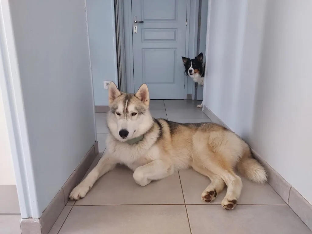 Pension chiens et chats CHATELIN GÉRALD - photo 3