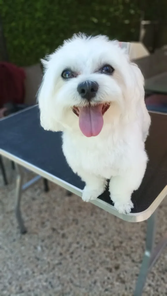 Pil'O'Poil Toilettage à domicile - photo 2