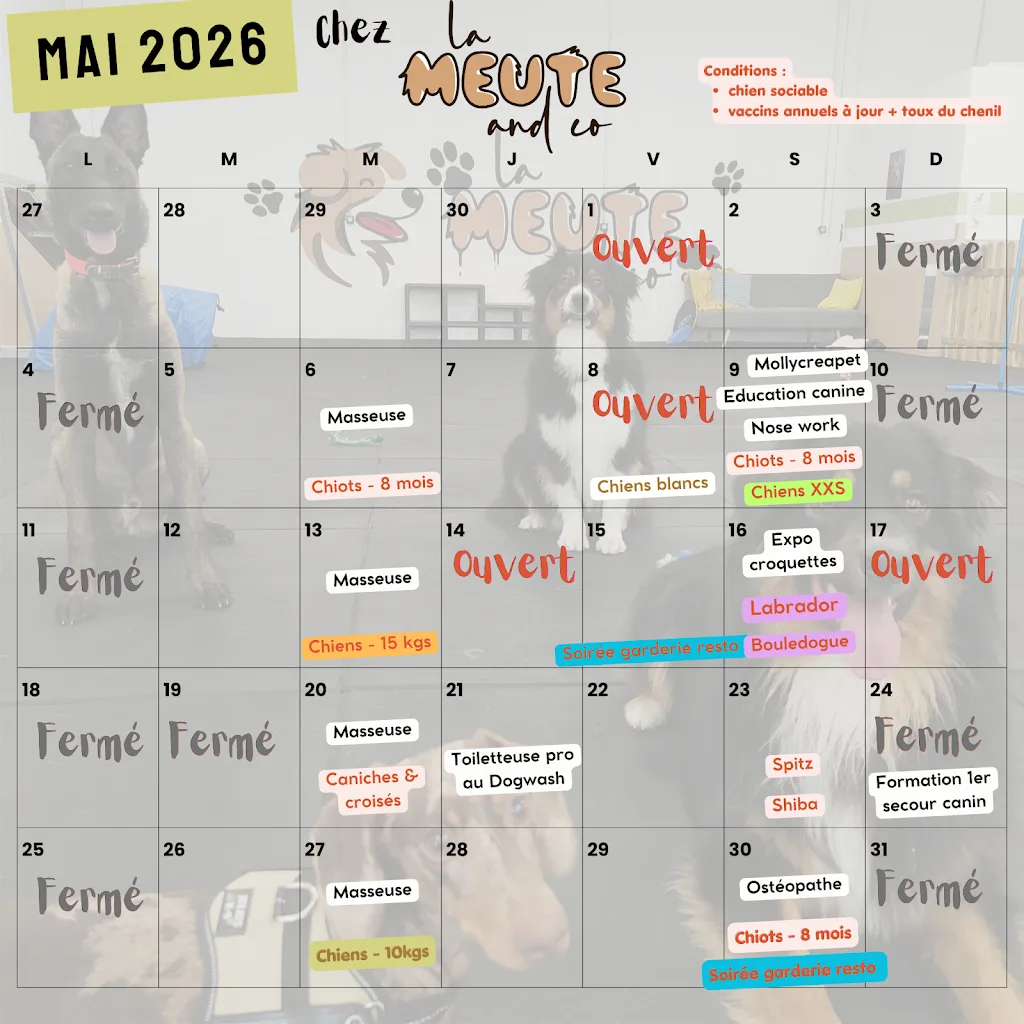 LA MEUTE AND CO-PARC CANIN D'INTERIEUR ET GARDERIE DE JOUR - DOGWASH sans rdv - photo 2