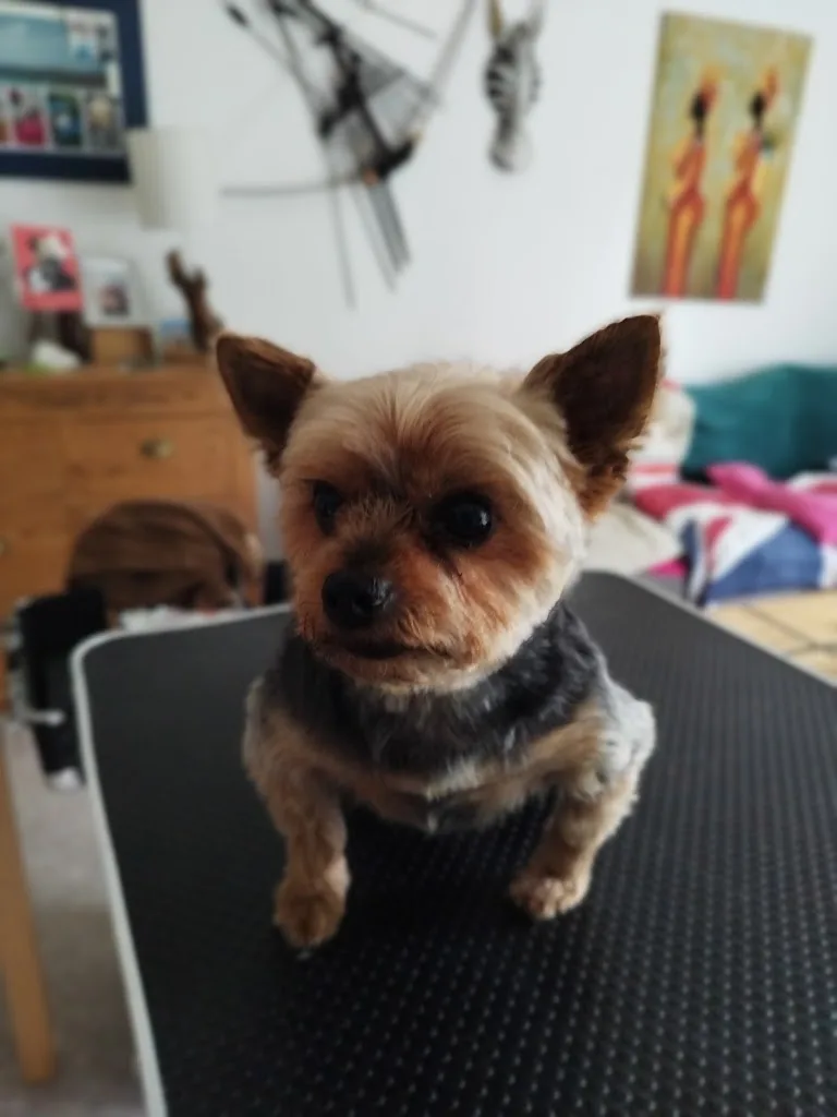 Tout pour nos poilus - Toiletteur Chiens&Chats - photo 2