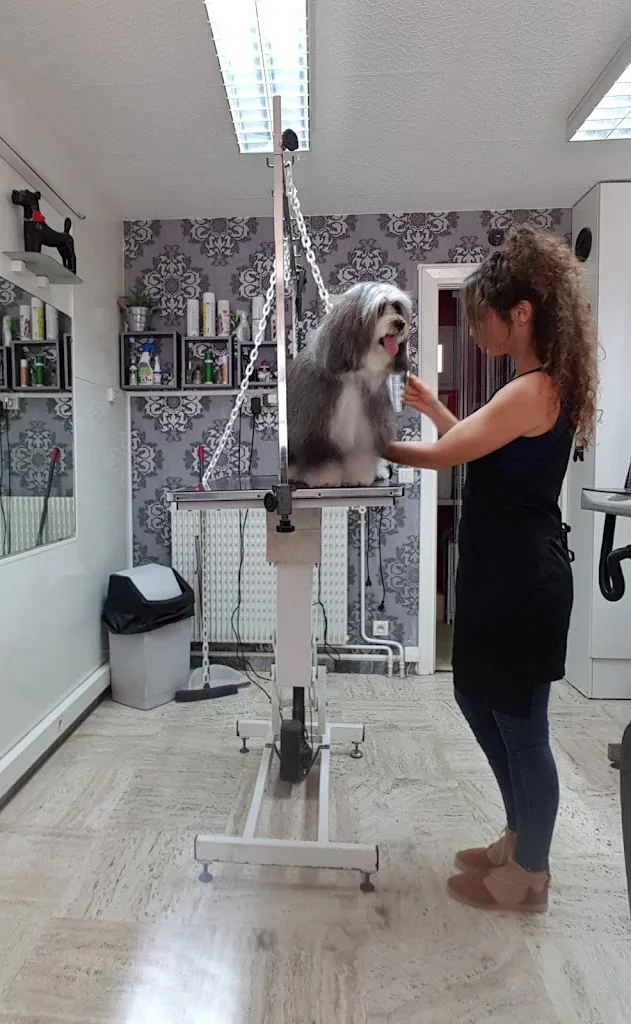 AUX CHIENS CHICS - photo 3