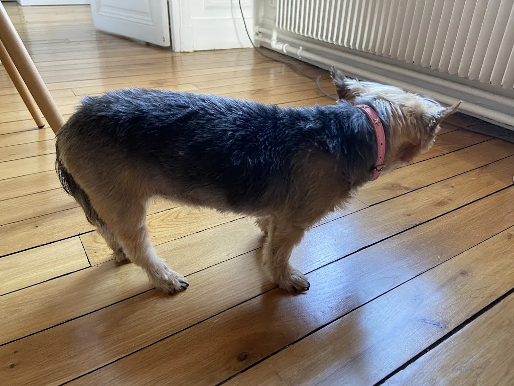 Canin Domicile - photo 1