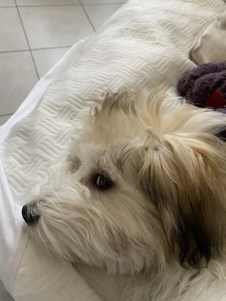 Au Caprice du Chien - photo 2