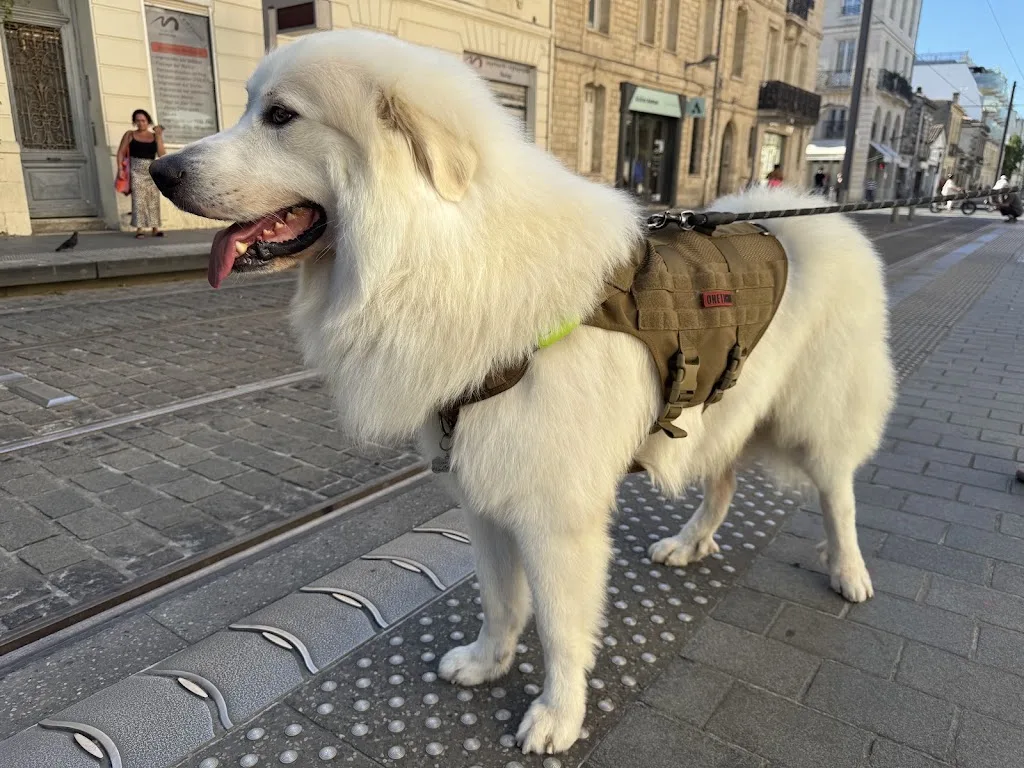 Pattes de velours Bordeaux - photo 2