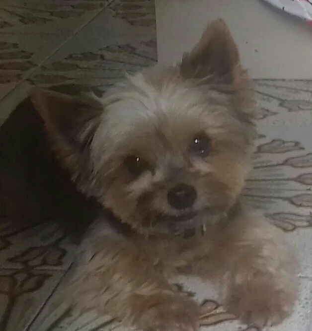 Les Zouzous Canins - photo 3