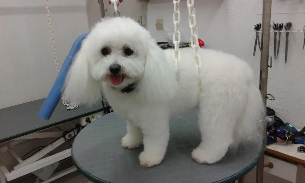 Lili Dog - photo 2