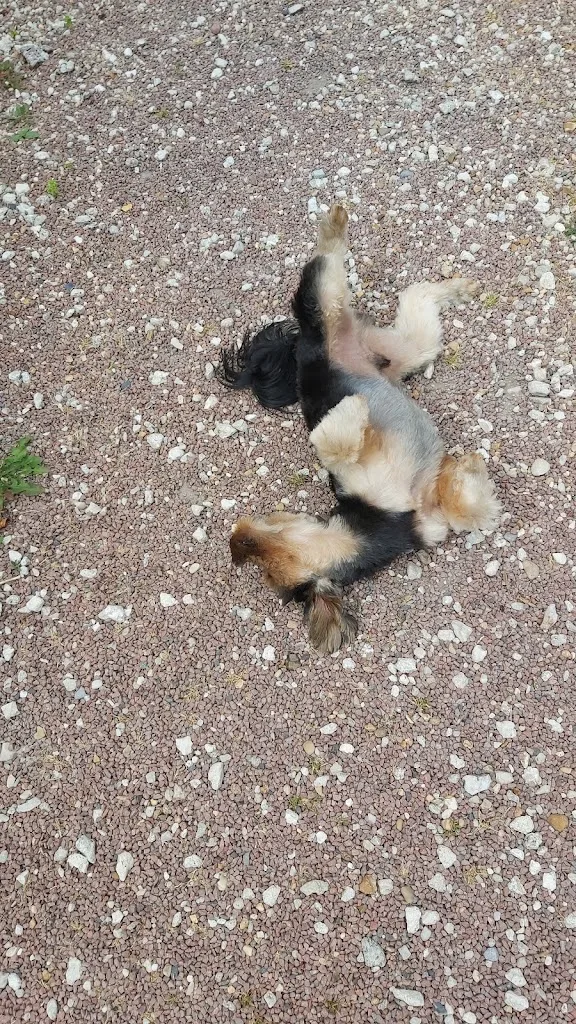 Atelier Happy Dog - photo 1