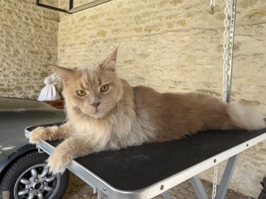 Chat a du Chien - photo 3