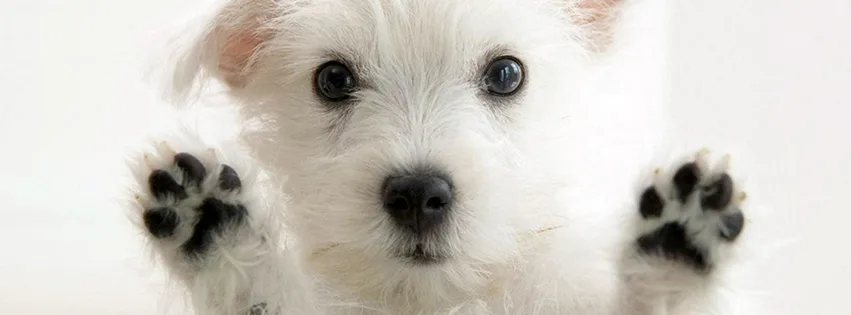 HAPPY DOG - photo 1