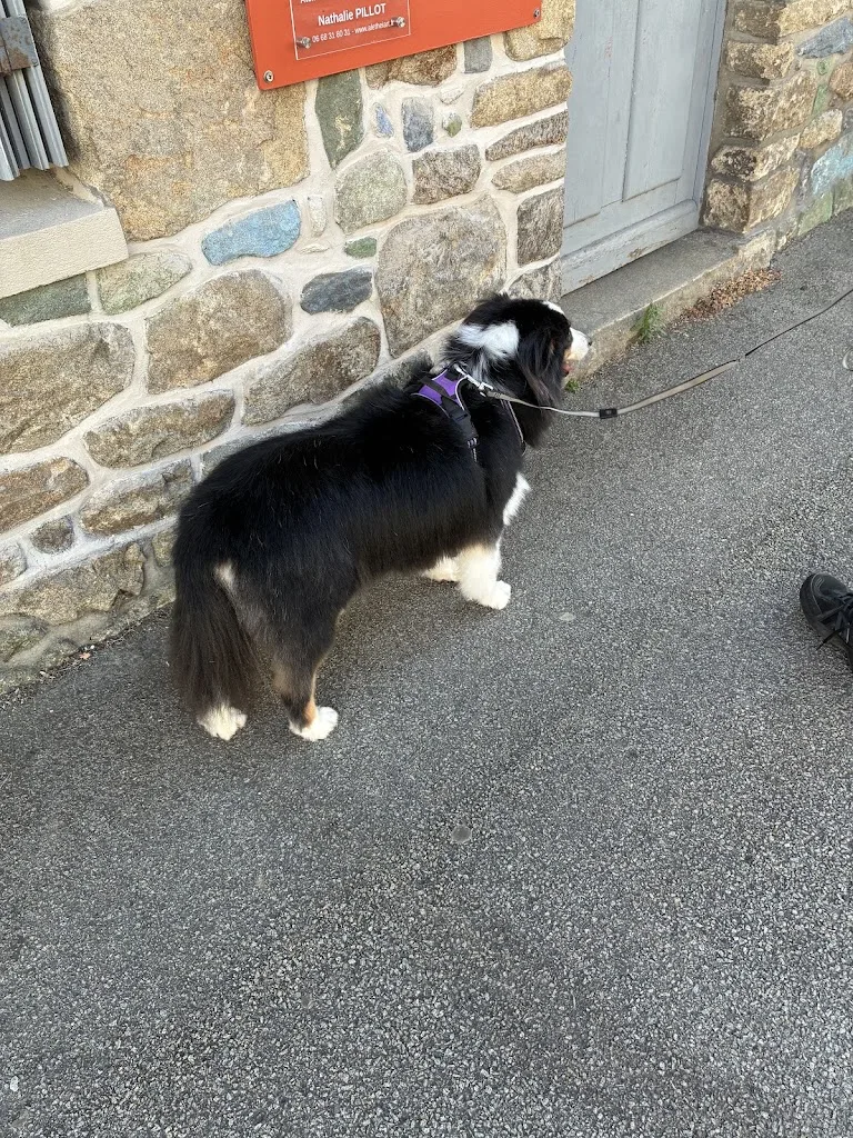 HAPPY DOG - photo 2