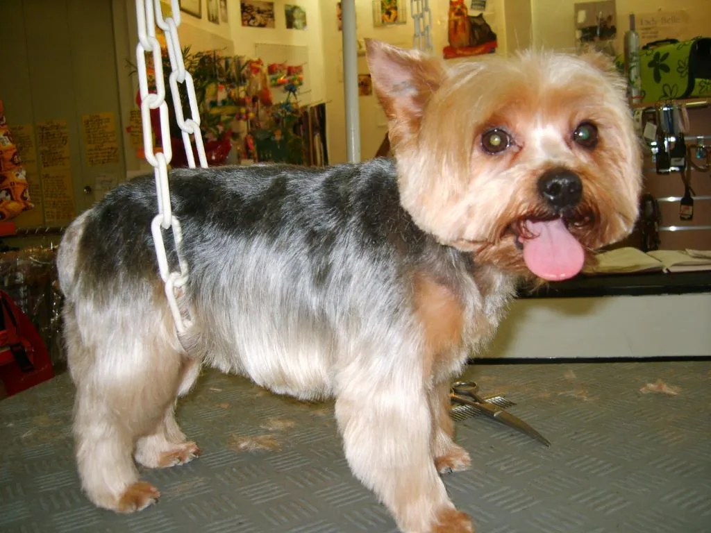 Lady Chiens - photo 3