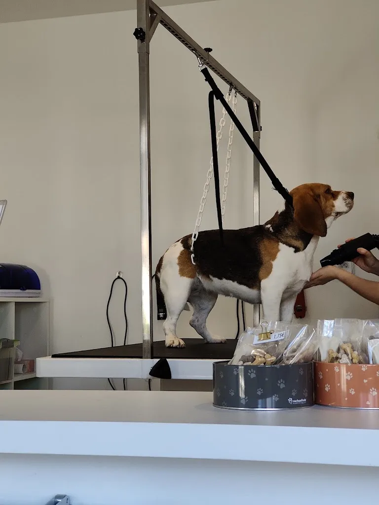 OUKA Institut de bien-être pour chiens | SUR RENDEZ-VOUS | Toilettage, balnéothérapie, boutique - photo 2