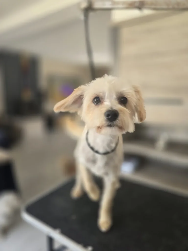 Beauté Canine - photo 1