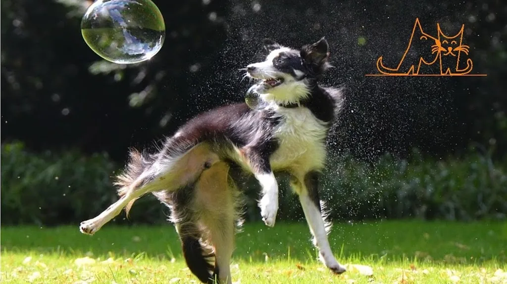 Canisweet - photo 1