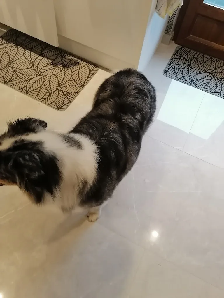 Doggy Kouaf Mobile - photo 2