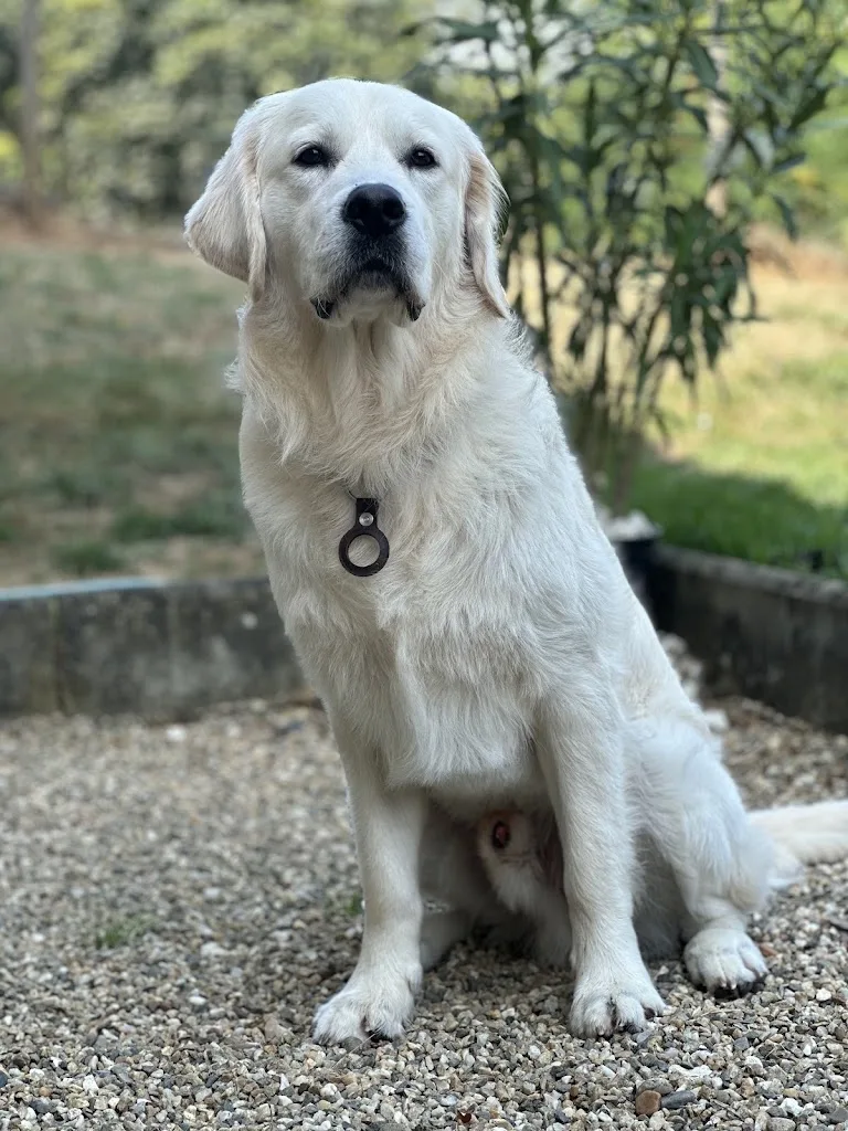 Lena Toiletteuse Canin - photo 1