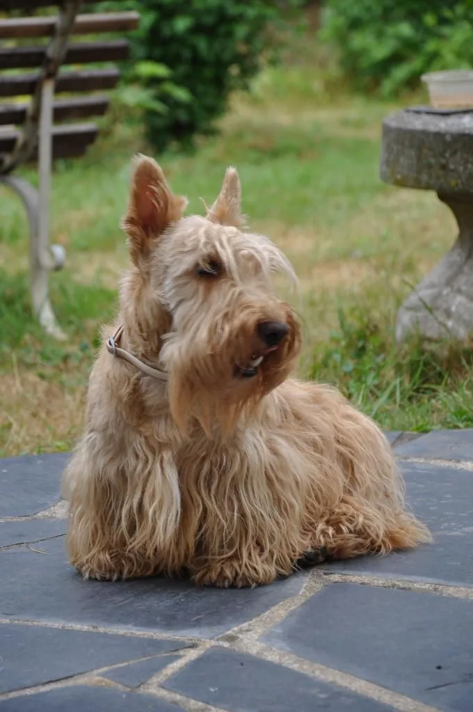 Les Chiens De Caroline - photo 3