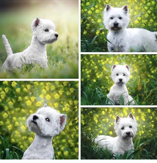 attitude dog - photo 1