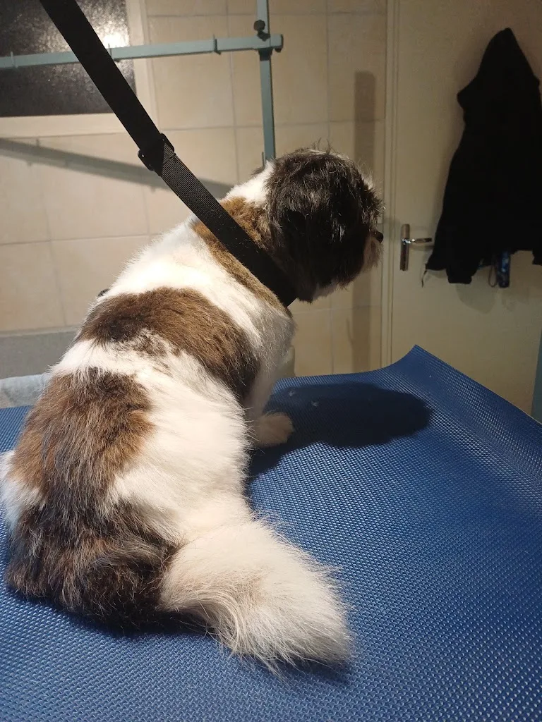 Coco'on Toilettage - photo 2