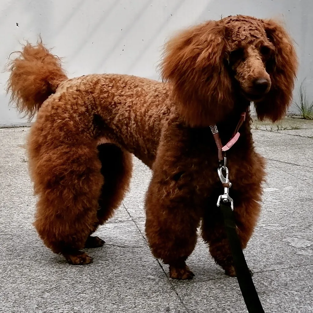 O' Rendez-vous Canin - photo 2