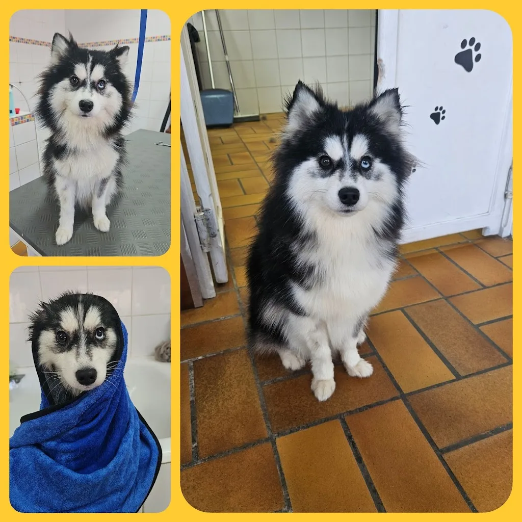 Os Beaux Chiens - photo 2