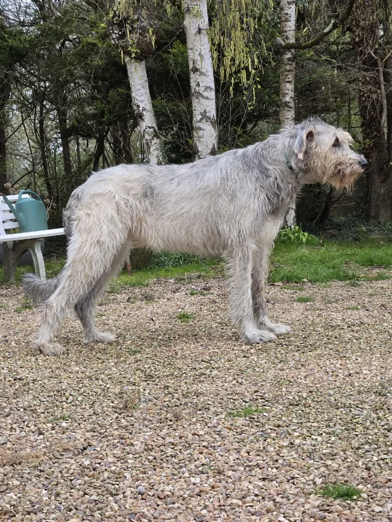 Happy Dog - photo 2