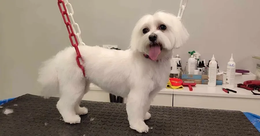 Esthétic'chien - photo 2