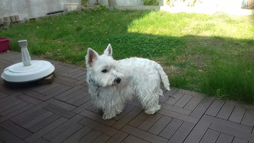 Aristo'chiens - photo 2