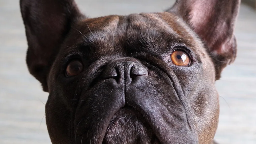 Eurl Dog Services - photo 3