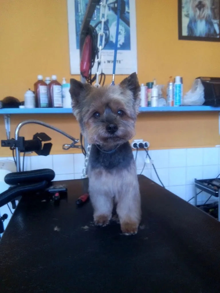 DOG STORY - photo 2