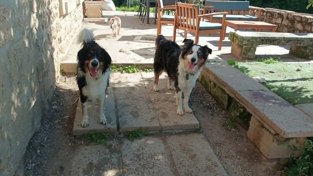 SAS La Ferme Aux animaux - photo 2