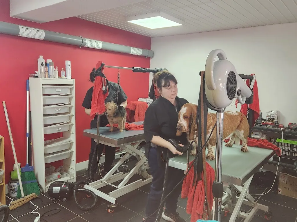 Artisan Toiletteur - photo 3