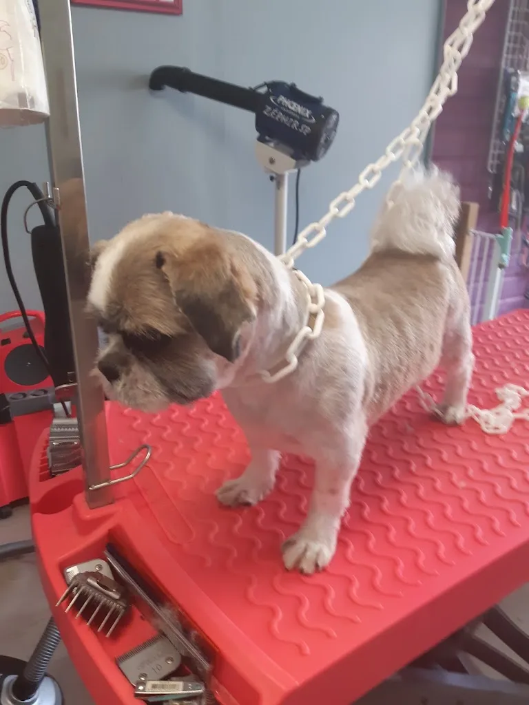 Salon de Toilettage "Au Charme Canin" - photo 3