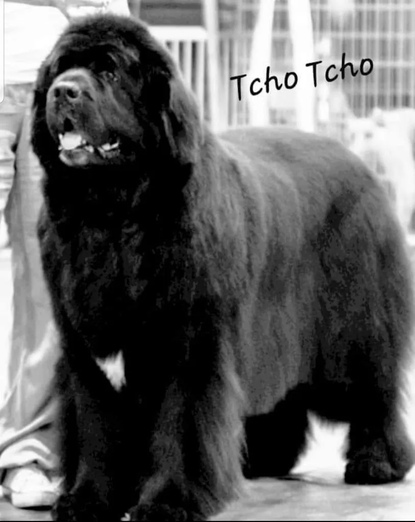 A L'ATELIER des 4 Pattes toilettage chiens, chats, lapins ... - photo 2