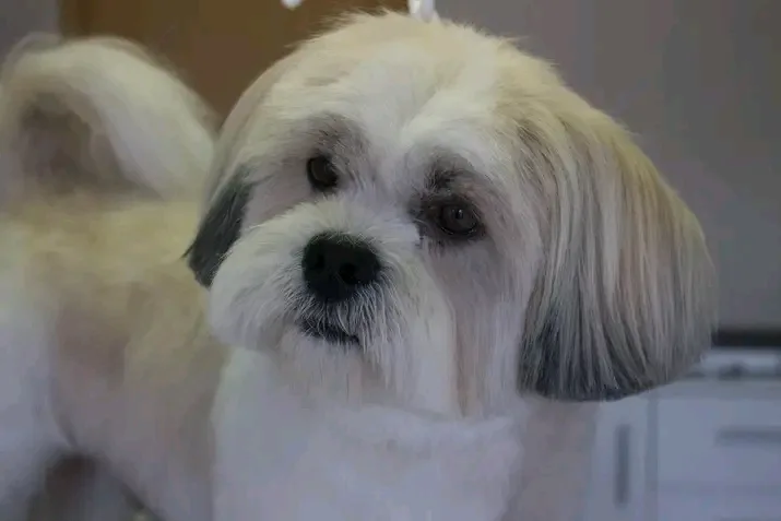 toilettage mousse-dog - photo 3