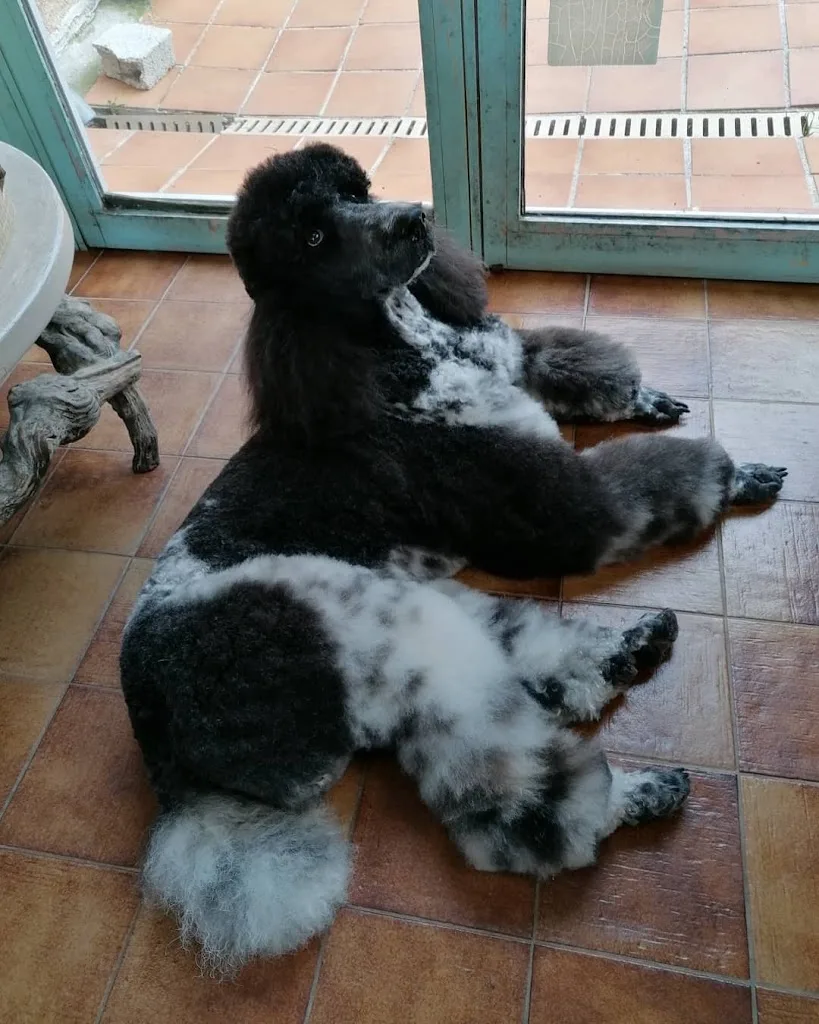 AmourDog toilettage - photo 3